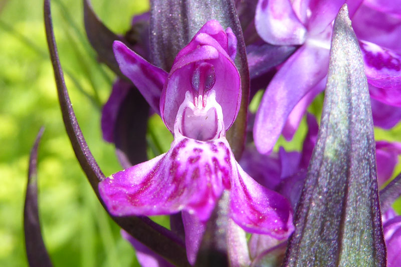 Dactylorhiza majalis subsp. alpestris ?....Passo Staulanza